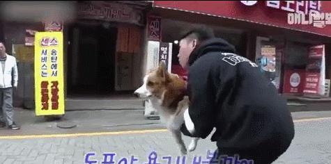 宠物猫绳怎么穿