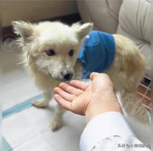 宠物狗走路不稳怎么办呀
