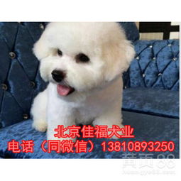 卷毛比熊犬多少钱一只