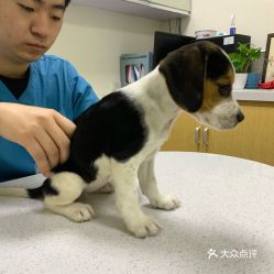 宠物狗怎么能去北京买呢