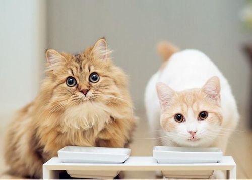 宠物猫怎么那么挑食