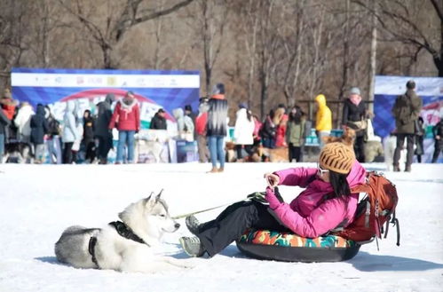 带宠物狗去雪地怎么玩好