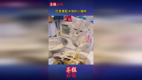 宠物猫怎么搭配米饭