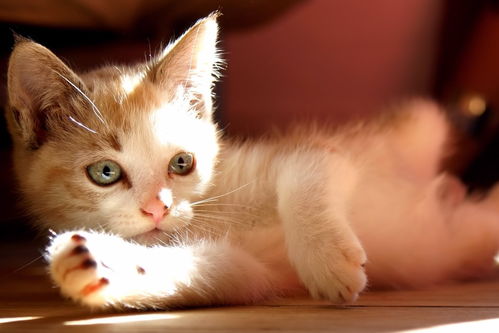 宠物猫美容怎么选