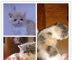 宠物猫繁殖怎么养大猫