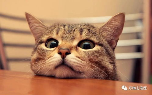 生活日常宠物猫怎么养