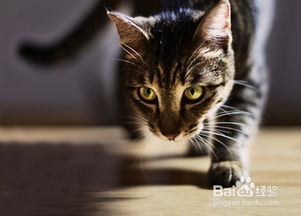 挑选宠物猫怎么挑选