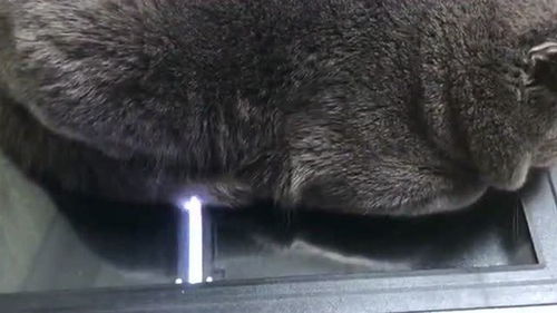 买宠物猫还价怎么算