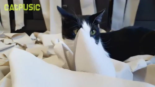 用纸做宠物狗或猫怎么做