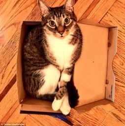 宠物猫怎么笼养比较安全