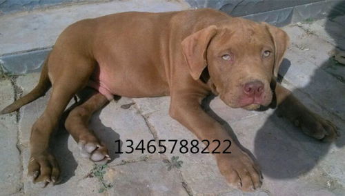 惠比特犬多少钱一只