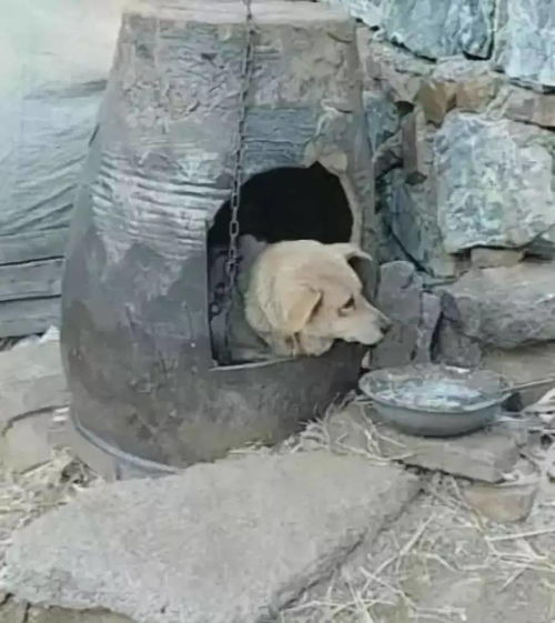 宠物狗弄狗窝怎么弄的