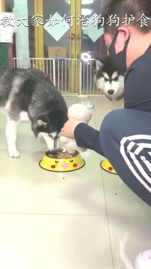宠物狗怎么调教护食的呢