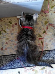 宠物猫怎么区分成猫幼猫