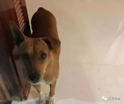 宠物狗掉入水中怎么救它