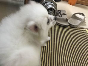 宠物狗耳朵毛掉了怎么回事
