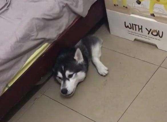 宠物狗躲在床底下怎么办