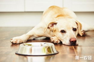 宠物狗吃多了吐怎么办