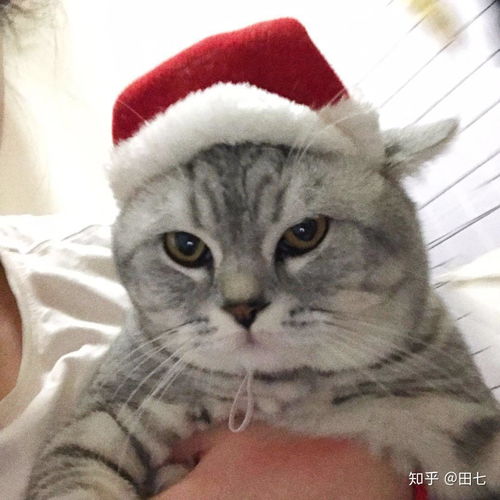 新养了一只宠物猫怎么养