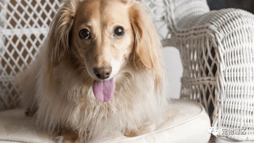 人怀孕了宠物狗怎么办呢