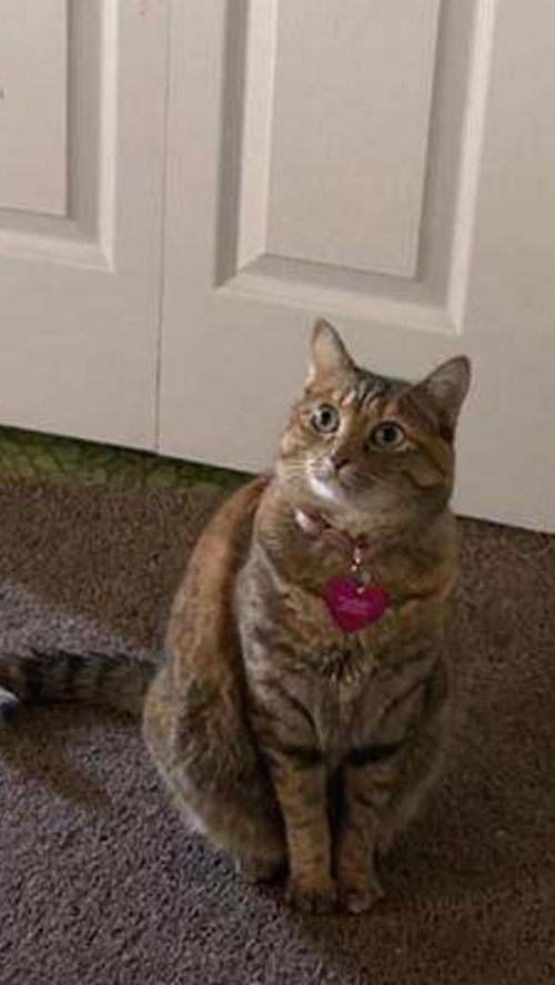 家有可爱宠物猫怎么养