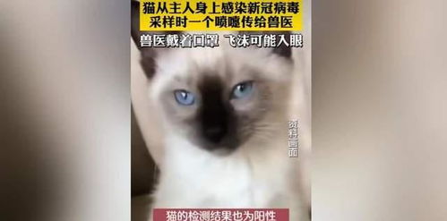 宠物猫新冠怎么检测