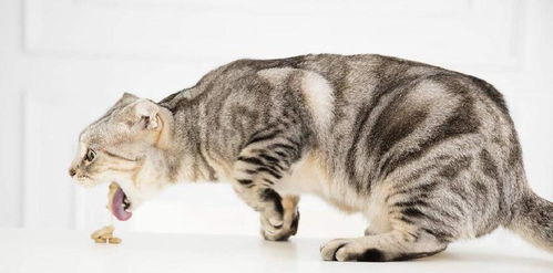 宠物猫呕吐怎么回事