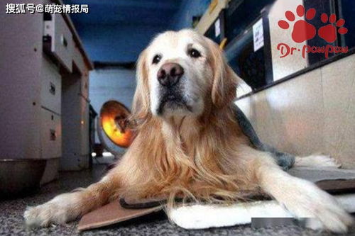宠物狗怎么预防糖尿病呢