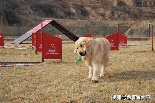怎么看出来是宠物狗