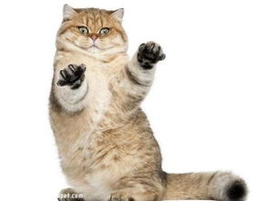 宠物猫怎么喜欢抓人