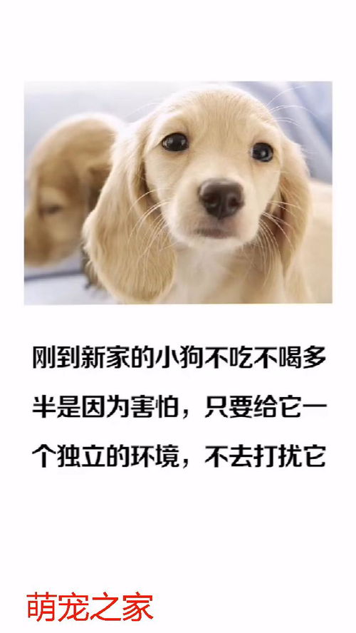 宠物狗不吃不喝怎么办呀