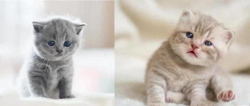 出国怎么带宠物猫回家