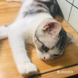 狗狗的磨牙棒多少钱