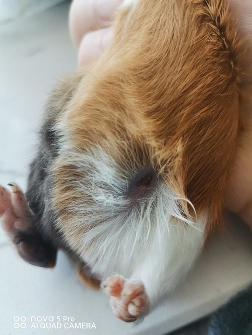 宠物猫身上有疥疮吗怎么治