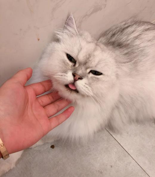 宠物猫母猫怎么养活