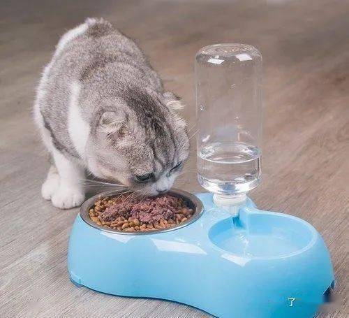 宠物猫食盆怎么选