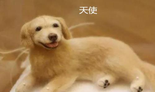 收到礼物是宠物狗怎么办