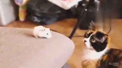 逗猫日常宠物猫怎么喂养