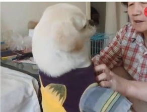 出差时宠物狗怎么办啊