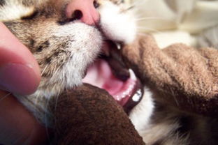 宠物猫皮肤破溃怎么处理