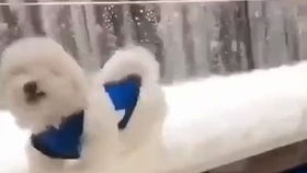 宠物狗幼苗比熊怎么养好