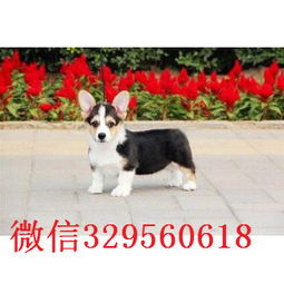 纯种柯基犬价格多少钱一只