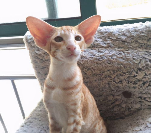 怎么训练宠物猫不咬人