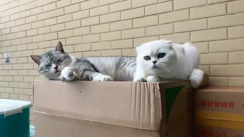 宠物猫和猫怎么区分