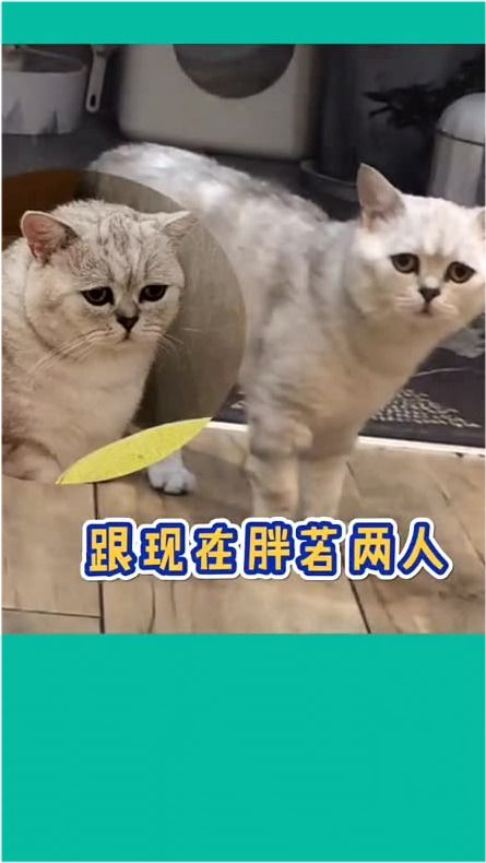 怎么让宠物猫变胖