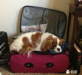 宠物狗出远门怎么带回家