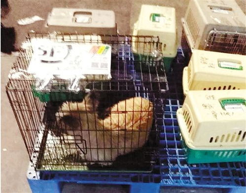 火车带宠物猫怎么托运