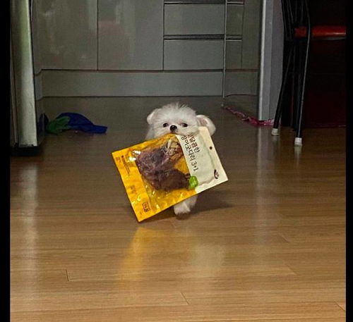 宠物狗嘴馋怎么回事儿啊