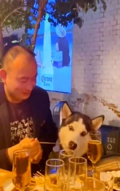 怎么做一个迷人宠物狗呢