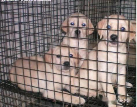 怎么做专属小宠物狗呢